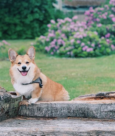 17 Amazing Facts About Corgis You Might Not Know Pettime
