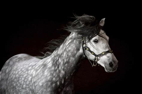 50 Shades Of Dappled Grey Horse Nation
