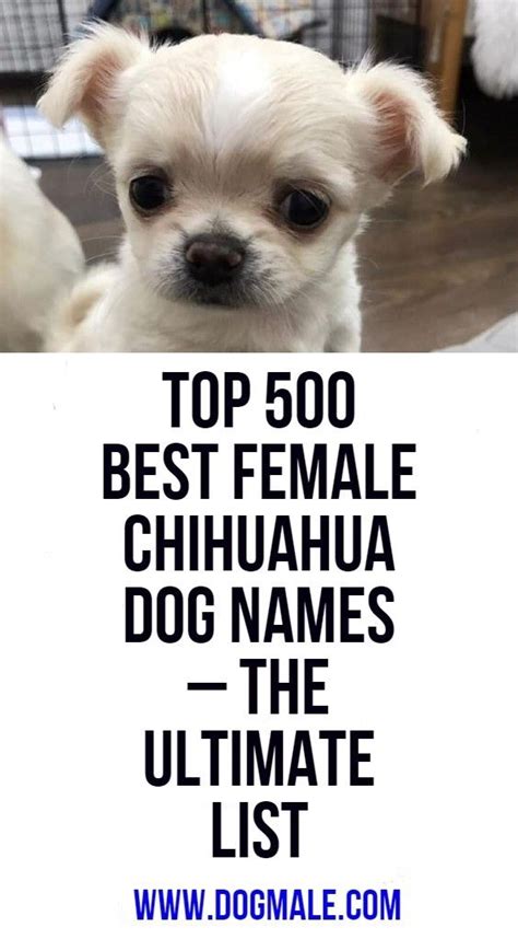 Names For Chihuahua Female Puppies Female Dog Names Popular Ideas