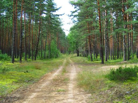 The Road In Pine Forest Stock Image Image Of Scenery 10373955