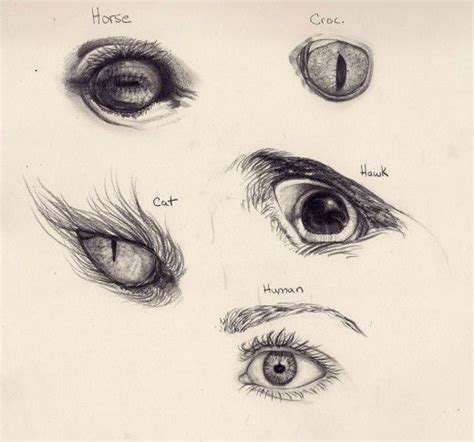 How To Draw Various Animal And Human Eyes Human Eye