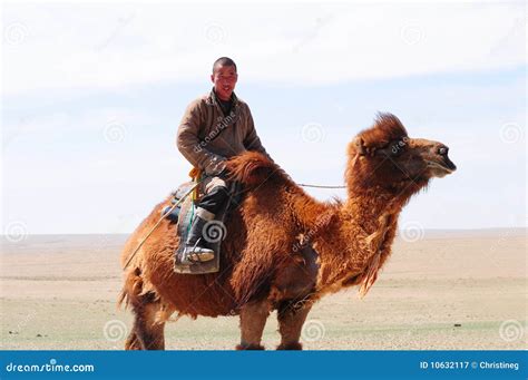 Mongolain Nomadic Herdsman On His Camel Editorial Photography Image