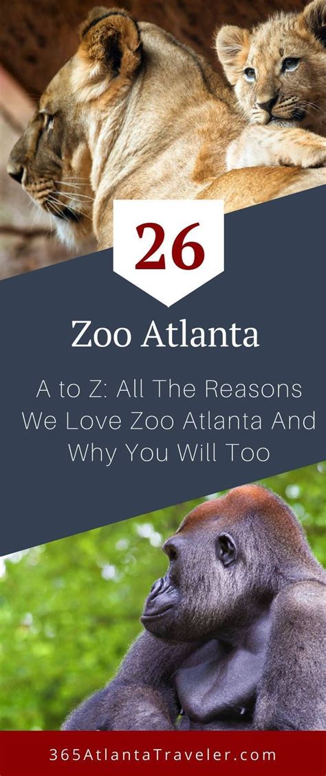 A To Z 26 Reasons We Love Zoo Atlanta And Why You Will Too Atlanta