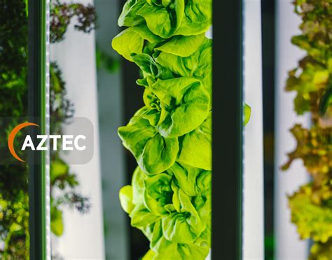 Creative Plant Choices to Elevate Your Living Wall Design | Aztec Plants