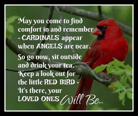 Image Result For Cardinals Appear When Angels Are Near Poem Grief