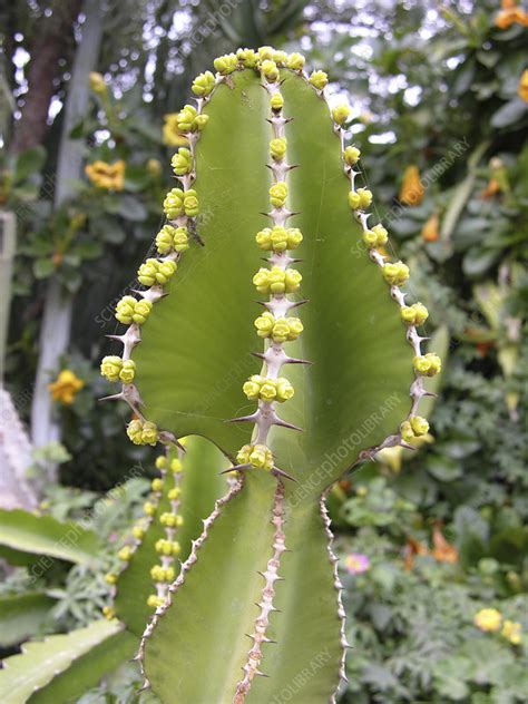 Opuntia flower orange catus flower. Flowering cactus - Stock Image - B620/0356 - Science Photo ...