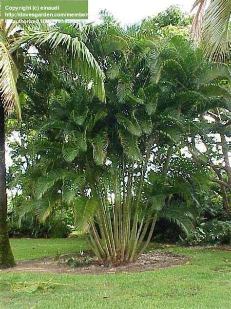 The areca palm belongs to the araceae family, also known as palmae. Areca Palm | Tropical backyard landscaping, Palm trees ...