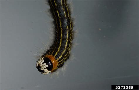 Tachinid Flies On Yellownecked Caterpillar Datana Ministra 5371369