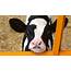 Holstein Calf Project Underway  Livestock News Dairy Agupdatecom