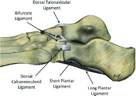 Normal Anatomy Of Chopart Joint The Dorsal Talonavicular Bifurcate