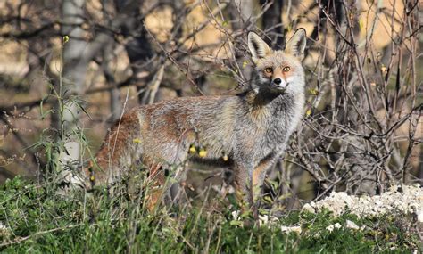 Gray Fox Habitats And Behavior All Things Foxes Fox Habitat Grey