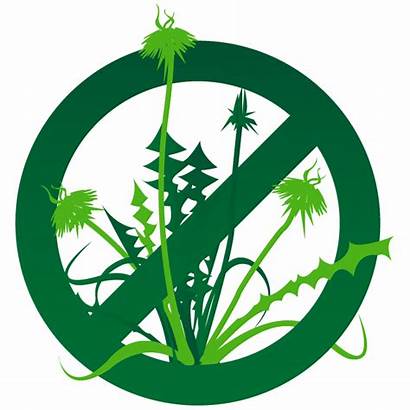 Weed Control Clipart Lawn Weeds Fertilizer Tech