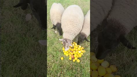 Can Sheep Eat Apples Youtube