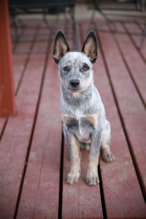 The body's length from the breastbone point in a straight line to the buttocks is greater than the. My Blue Heeler puppy Clyde is 4 months old and 19lbs ...