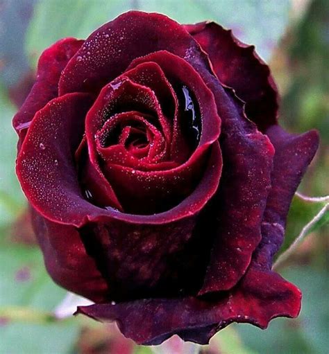 Beautiful Red Rose Bud Beautiful Rose Flowers Pretty Roses Love Rose
