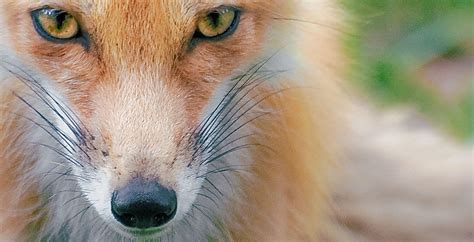 All About The Red Fox Welcome Wildlife