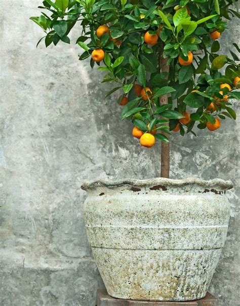 Growing Citrus Trees In Pots Tips