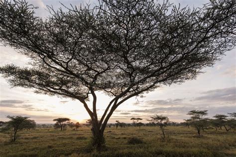 Beautiful Acacia Tree With Sunrise In Background During Safari In