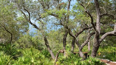 Sand Live Oak Quercus Geminata Florida Hikes