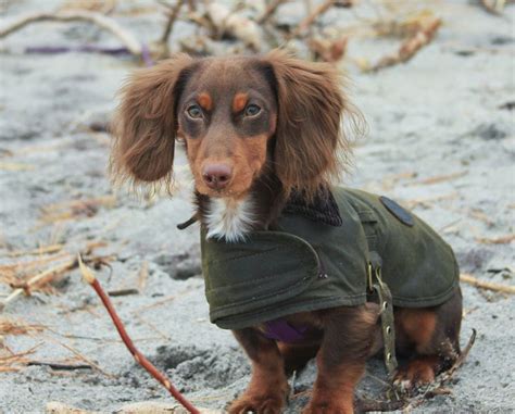 If you are about to become an owner of this dog, you need to learn some interesting facts. Ollie #daschund #dacshund #doxie #puppy #Dog #barbour ...