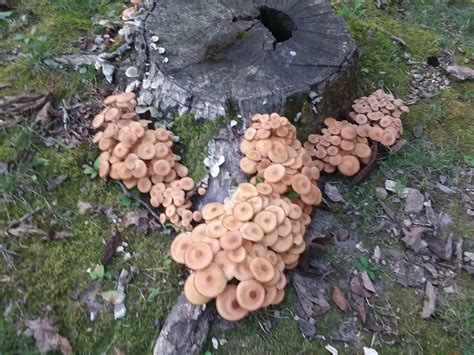 Id Request Honey Mushrooms Found In Missouri On September 4th At Lake