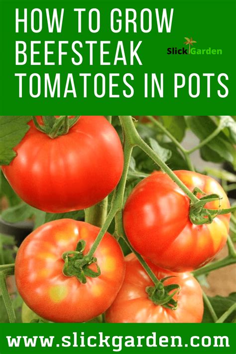 How To Grow Beefsteak Tomatoes In Pots Tomato Container Gardening