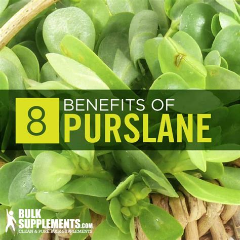 Purslane Portulaca Oleracea Benefits And Dosage