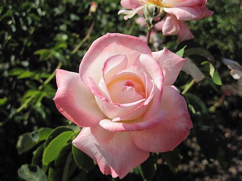 Open 6 am to midnight, 7 days a week. Secret Rose (Rosa 'Secret') in Lancaster York Harrisburg ...