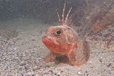 Red Gurnard Perch Saltwater Aquarium Fish Pet Animals