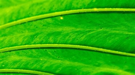 Wallpaper Leaf Macro Green Bright Hd Picture Image
