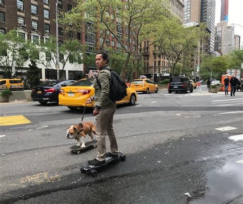 Najděte stock snímky na téma joyful english bulldog riding skateboard on v hd a miliony dalších stock fotografií, ilustrací a vektorů bez autorských poplatků ve sbírce shutterstock. West Side Rag » Photo of the Day: Rolling Along With a ...