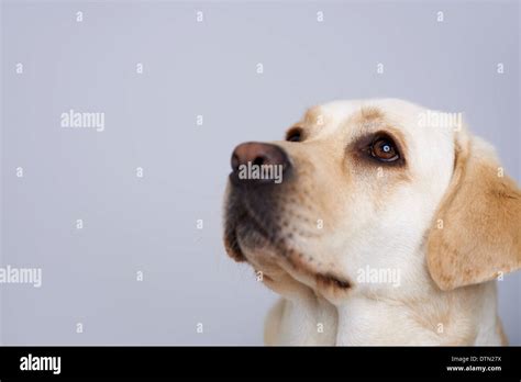 Loving Golden Labrador Stock Photo Alamy
