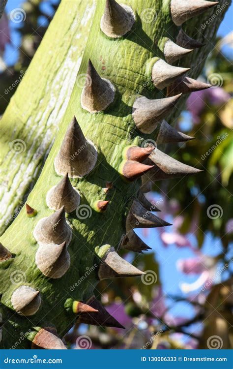 A Bunch Of Thorns On The Bark Of An Acacia Tree Stock Photo