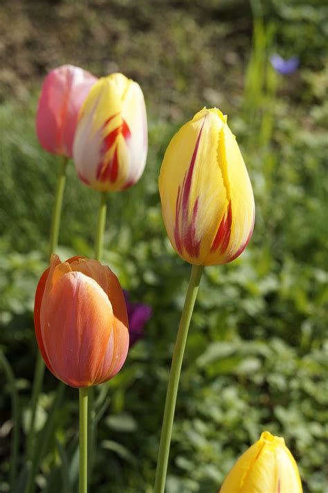 Tulip Kebun Bunga Potong Musim Foto Gratis Di Pixabay Pixabay