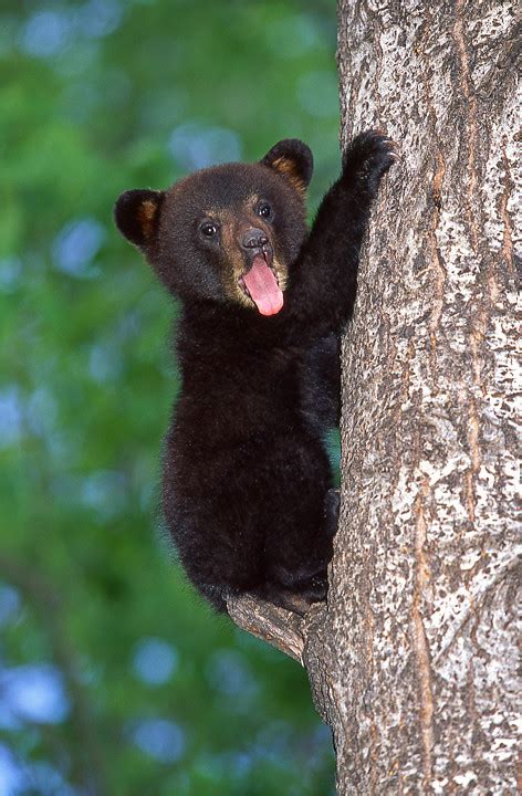 Cute Baby Black Bear One Of Many Black Bear Cubs That I