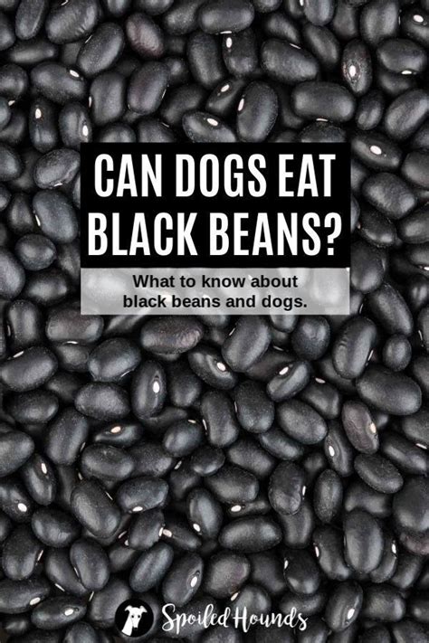 We did not find results for: Can Dogs Eat Beans? What to Know About Dogs and Beans in ...