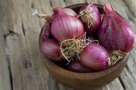 Red Of Florence Round Non Gmo Onion Seeds Heirloom 1 Gram