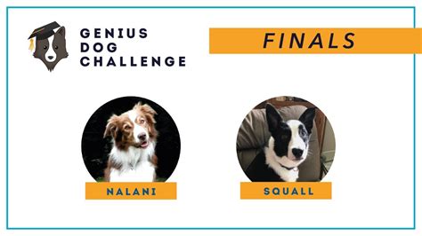 Genius Dog Challenge Finals Nalani And Squall Youtube