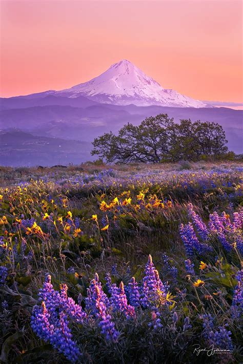 Purple Mountain Majesty Approximately 10000 People Attemp Flickr