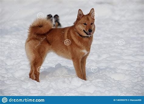 Cute Red Shiba Inu Is Standing On The White Snow Pet Animals Stock