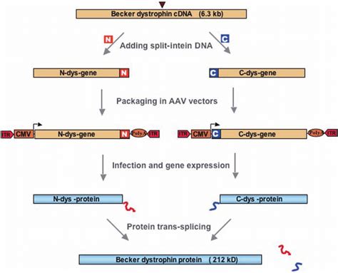 Application Of The Protein Trans Splicing Method To Dystrophin And Aav