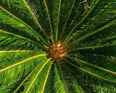 Free Images Branch Palm Tree Leaf Flower Green Jungle Botany