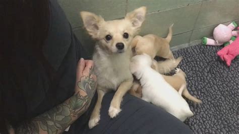 Mother Dog Reunites With Her 4 Puppies In Heartwarming