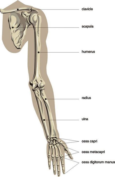 I've just switched over to a diagram to show you this muscle. Printable Arm Diagrams | 101 Diagrams