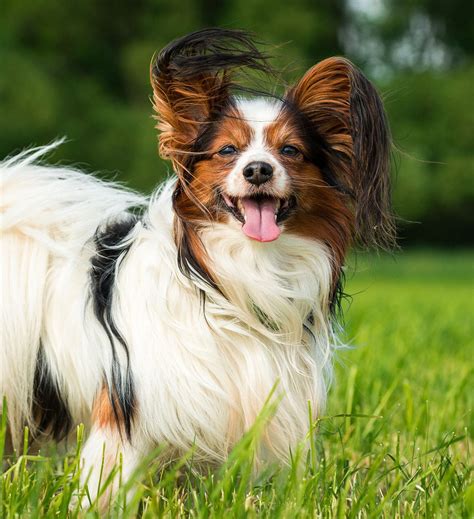 Papillon Mixes Which One Is Right For You Papillon Dog Small Dog