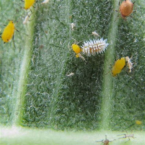 Alcohol tried out the waxy outer coating that protects mealybugs, so there's a few differenct ways to use alcohol to kill them. No. 308: Mealybug Destroyer The little fuzzy white larva ...