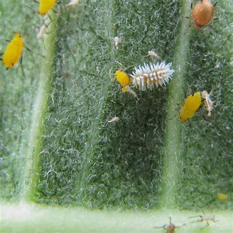 Because these bugs are pretty visually evident, the best way is just to inspect the leaves and stems of your plant for white, cottony masses. No. 308: Mealybug Destroyer The little fuzzy white larva ...