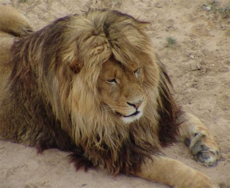 Lion Panthera Leo Wild Animal Sanctuary Keenesburg Color Flickr
