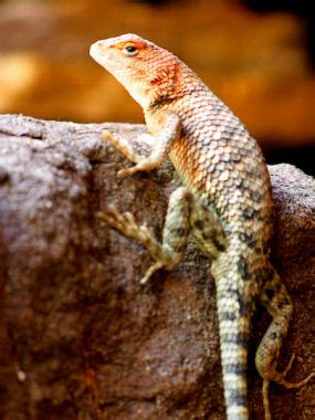 Native to the pacific coast of mexico and guatemala, this largest of the horned lizards measures up to 8 inches long (including the tail), and sports some serious armor. Desert Spiny Lizards