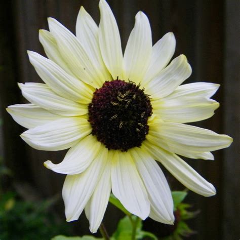 Check spelling or type a new query. 'Italian White' Sunflower Helianthus - 50 Seeds